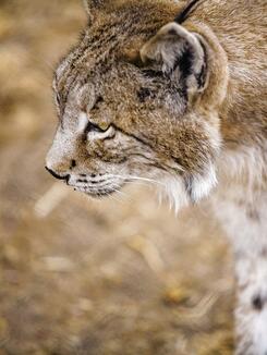 luchs 1